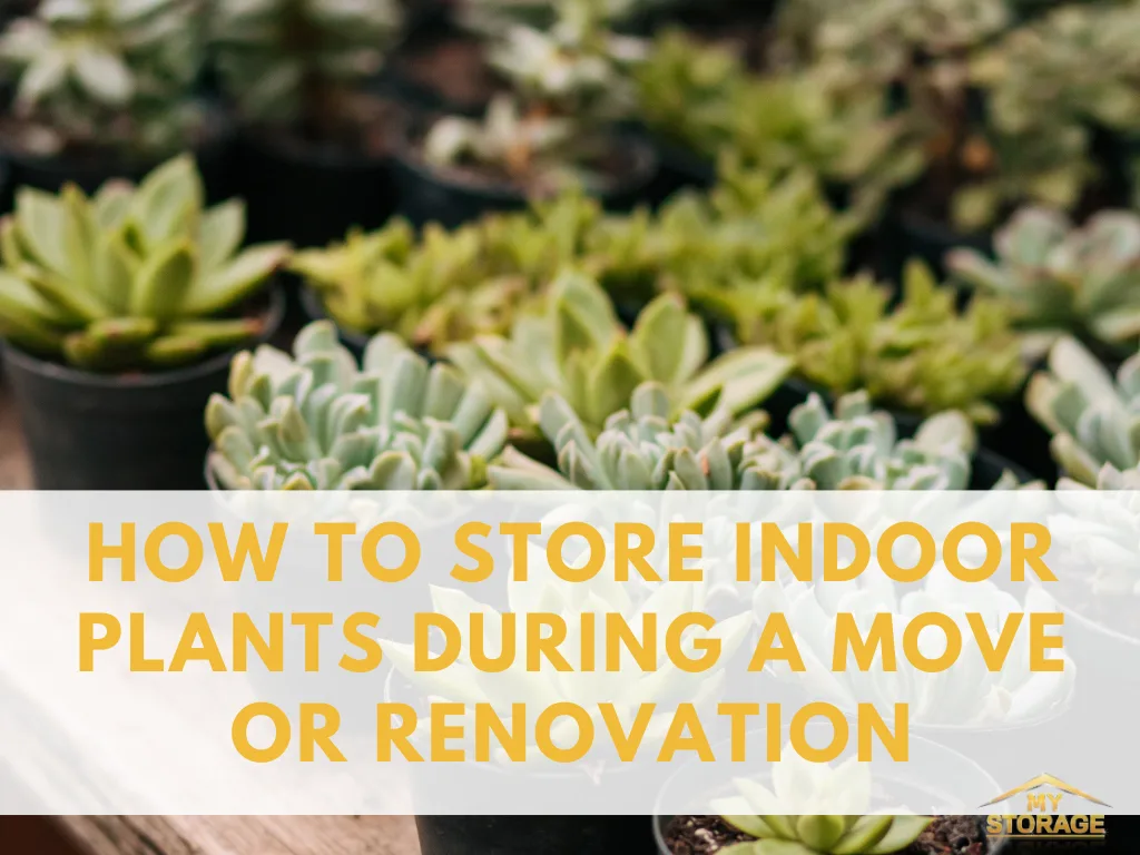 How to Store Indoor Plants During a Move or Renovation